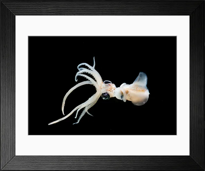 Framed Print : Sharpear Enope Squid (Ancistrocheirus lesueurii) Framed Print : Sharpear Enope Squid (Ancistrocheirus lesueurii)