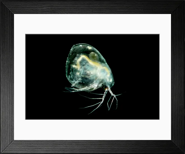 Framed Print : Groundwater Inhabiting Daphnia Species Framed Print : Groundwater Inhabiting Daphnia Species