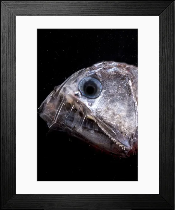 Framed Print : Sloane's Viperfish Framed Print : Sloane's Viperfish