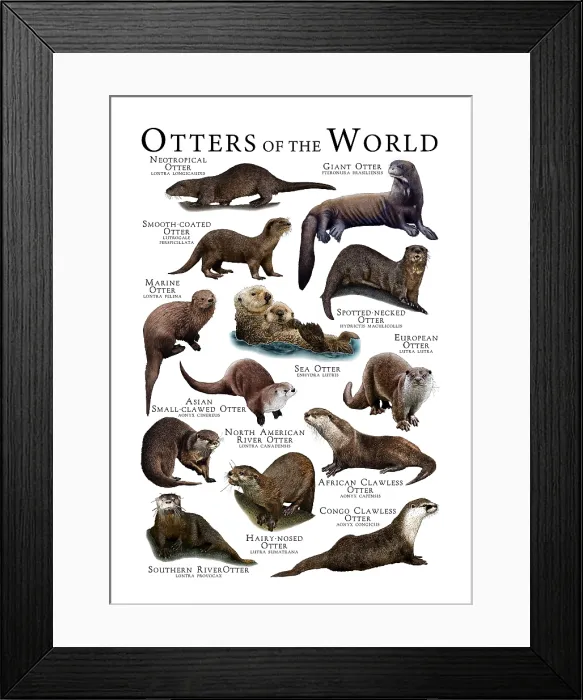 Framed Print : Otters of the World Framed Print : Otters of the World