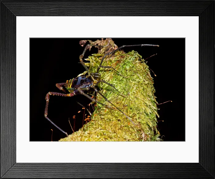 Framed Print : Colorful Harvestman