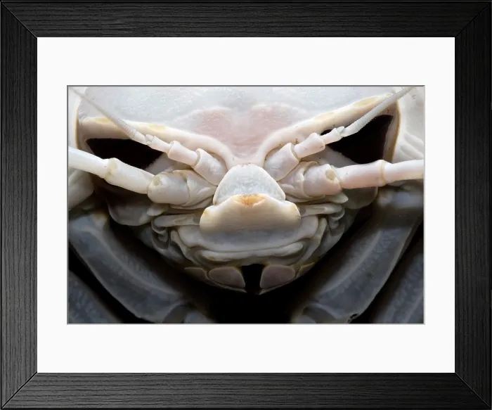 Framed Print : Giant Marine Isopod Framed Print : Giant Marine Isopod