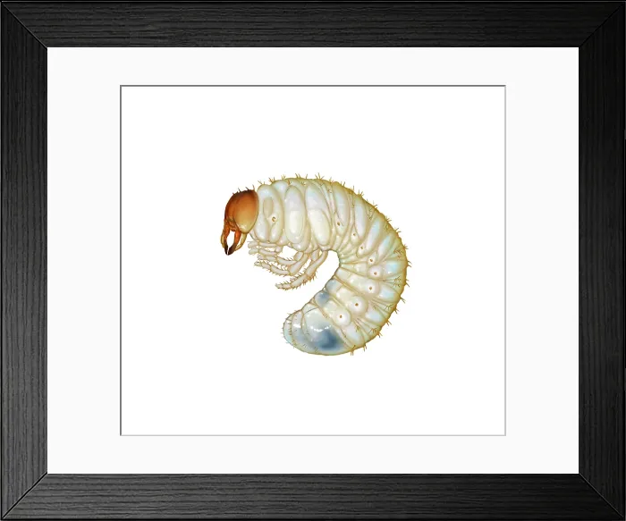 Framed Print : Japanese Beetle Grub (Popillia japonica)