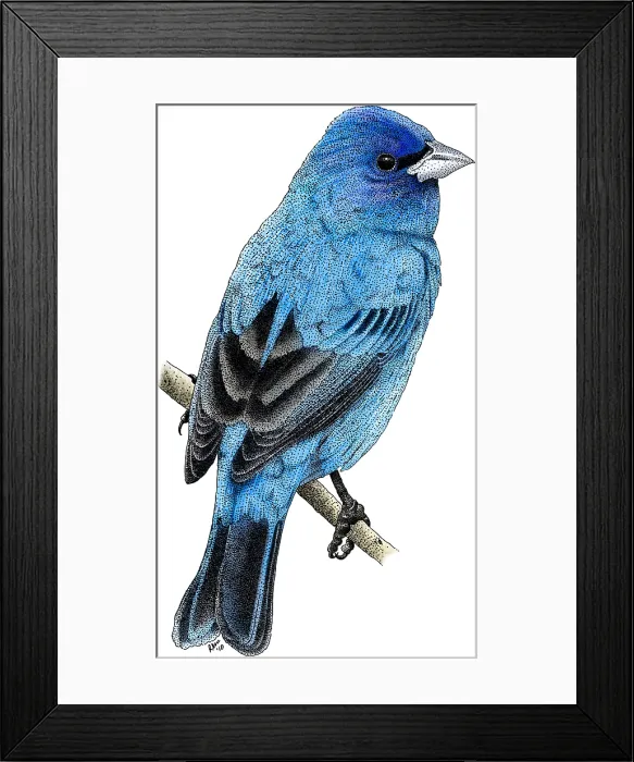 Framed Print : Indigo Bunting Framed Print : Indigo Bunting