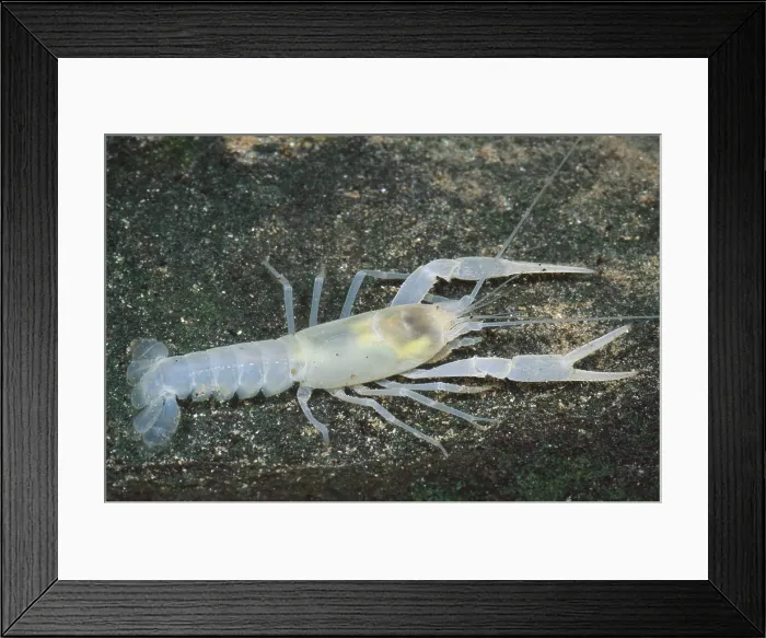 Framed Print : Cave Crayfish Framed Print : Cave Crayfish