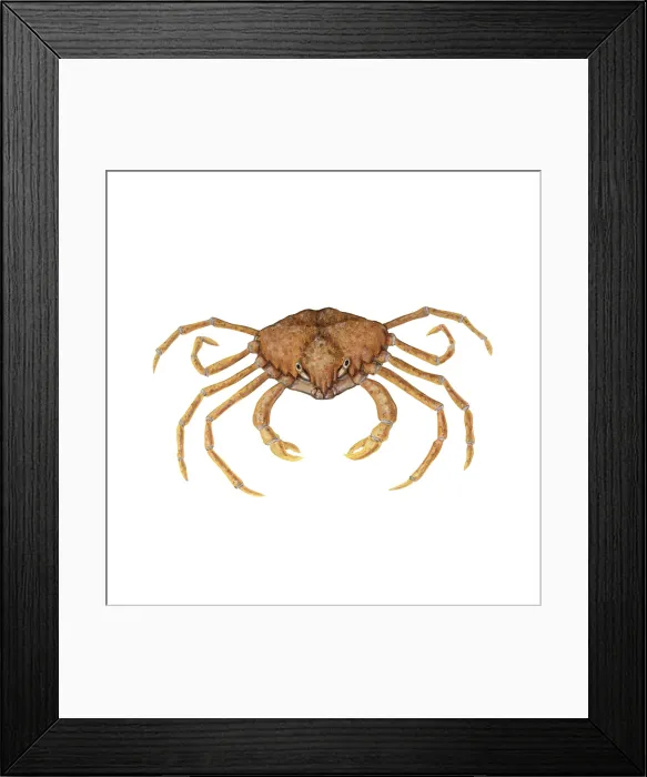 Framed Print : Spider Crab Framed Print : Spider Crab