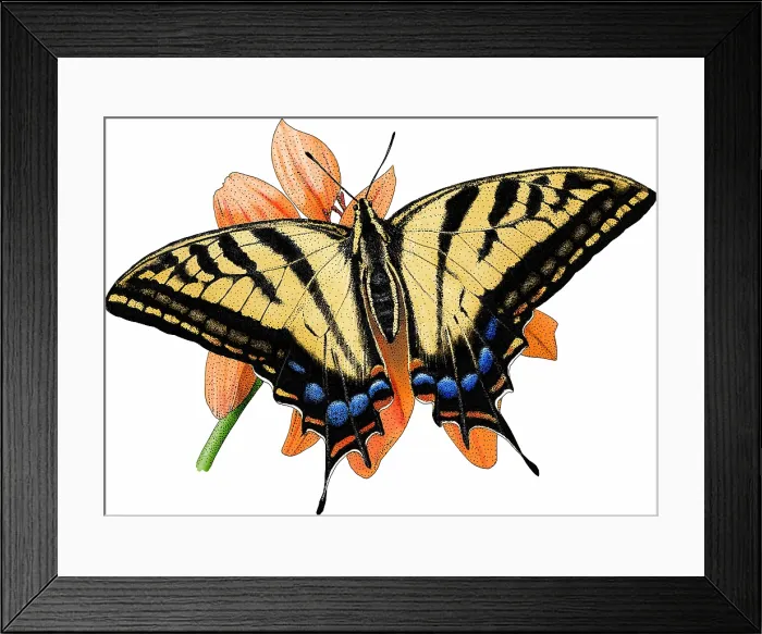 Framed Print : Two tailed swallow butterfly Framed Print : Two tailed swallow butterfly