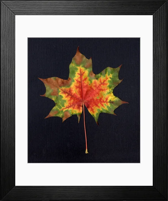 Framed Print : Maple Leaf Framed Print : Maple Leaf