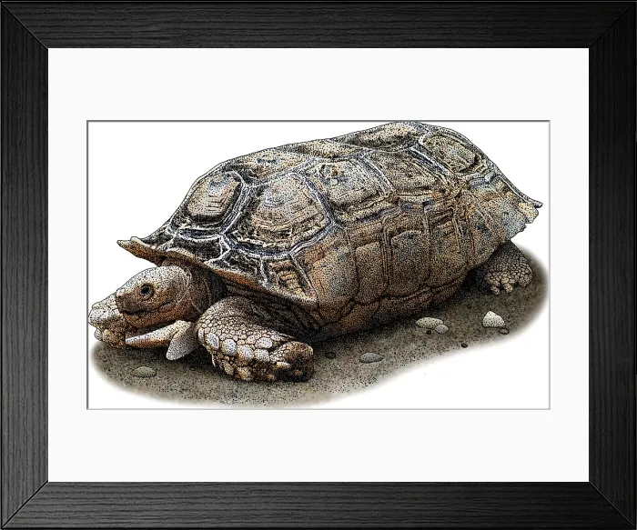 Framed Print : Chaco Tortoise, Illustration