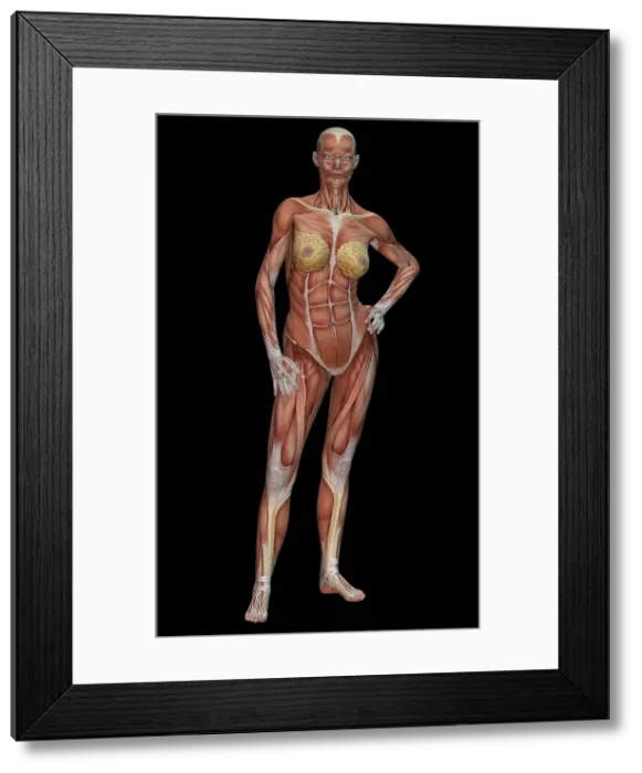 Framed Print : Female Muscle Anatomy Framed Print : Female Muscle Anatomy