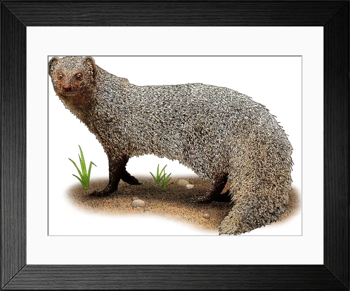 Framed Print : Indian Gray Mongoose