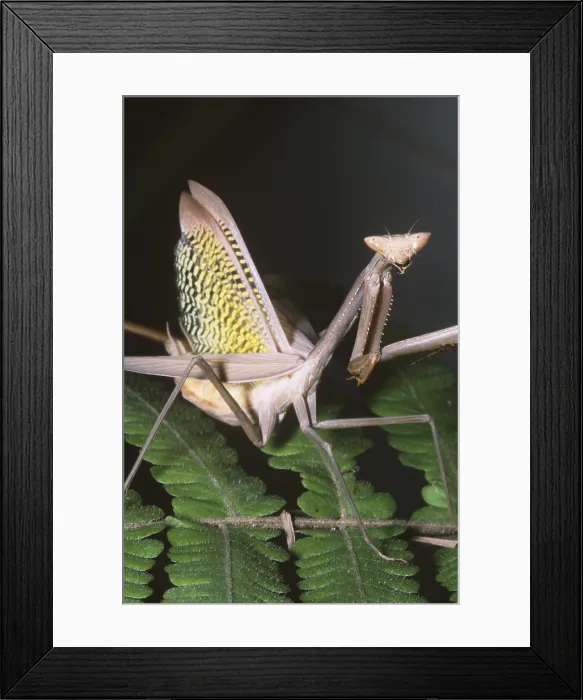 Framed Print : Mantid defensive display Framed Print : Mantid defensive display