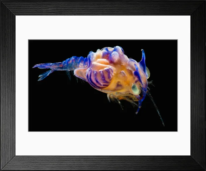 Framed Print : Prawn Larva Framed Print : Prawn Larva