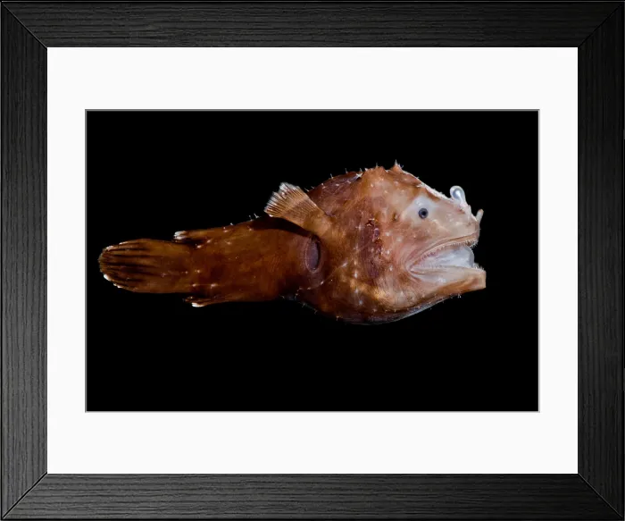 Framed Print : Short Lure Netdevil (Photocorynus spiniceps) Framed Print : Short Lure Netdevil (Photocorynus spiniceps)