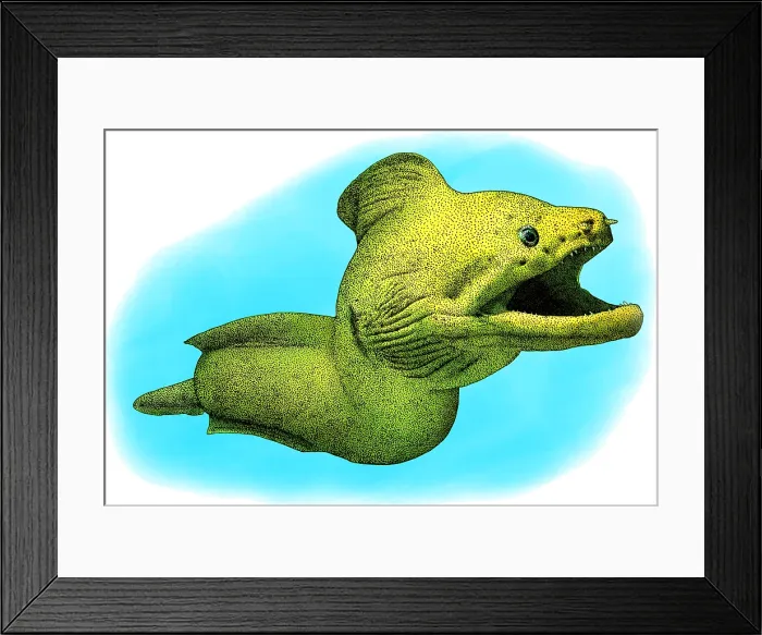 Framed Print : Giant Moray, Illustration Framed Print : Giant Moray, Illustration