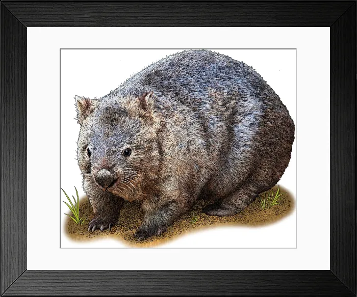Framed Print : Common Wombat Framed Print : Common Wombat