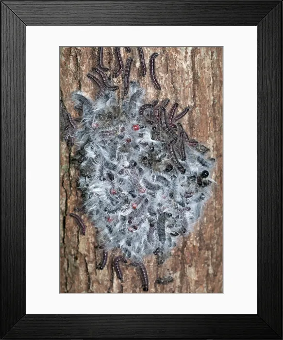 Framed Print : Walnut caterpillars, Datana integerrima