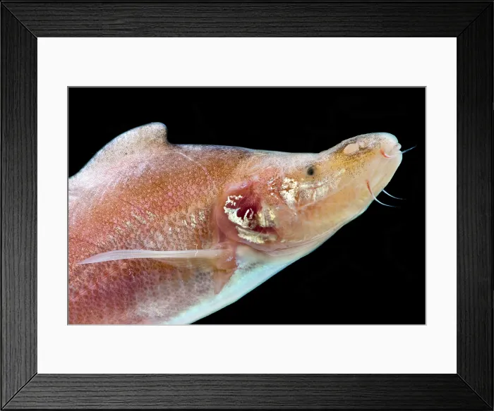 Framed Print : Humpback Golden-line Barbel Framed Print : Humpback Golden-line Barbel