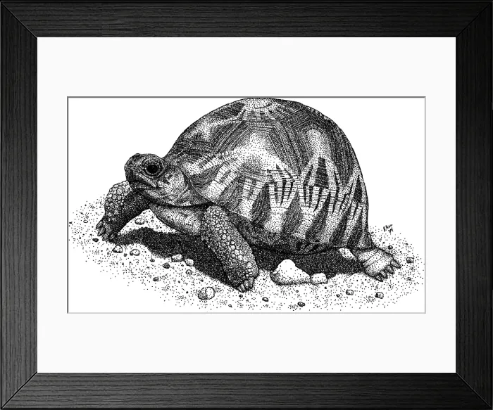 Framed Print : Radiated Tortoise Framed Print : Radiated Tortoise