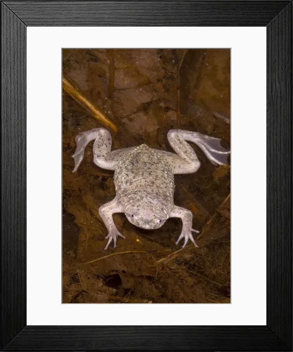 Framed Print : Sabana Surinam Toad Framed Print : Sabana Surinam Toad