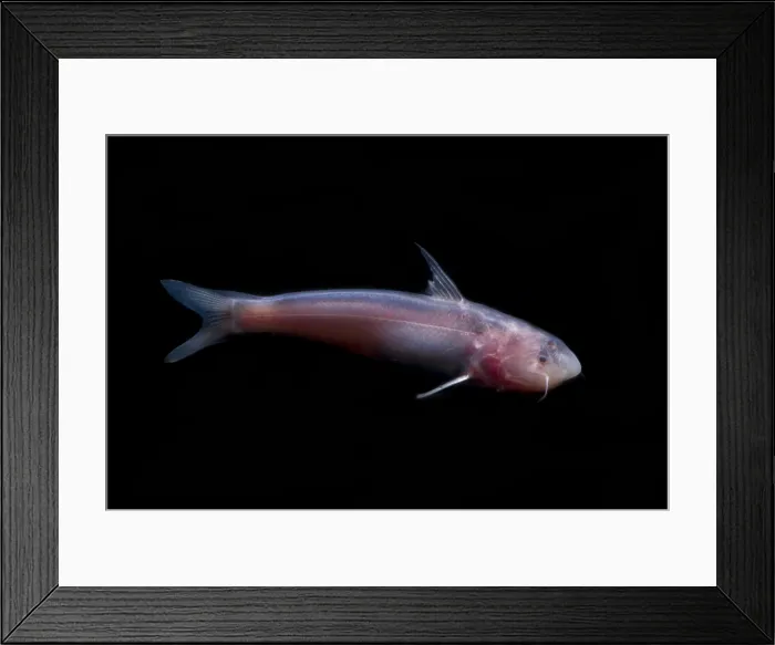 Framed Print : Amazon River Catfish Framed Print : Amazon River Catfish