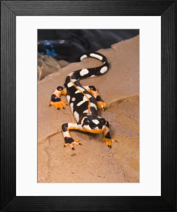 Framed Print : Luristan Newt Framed Print : Luristan Newt
