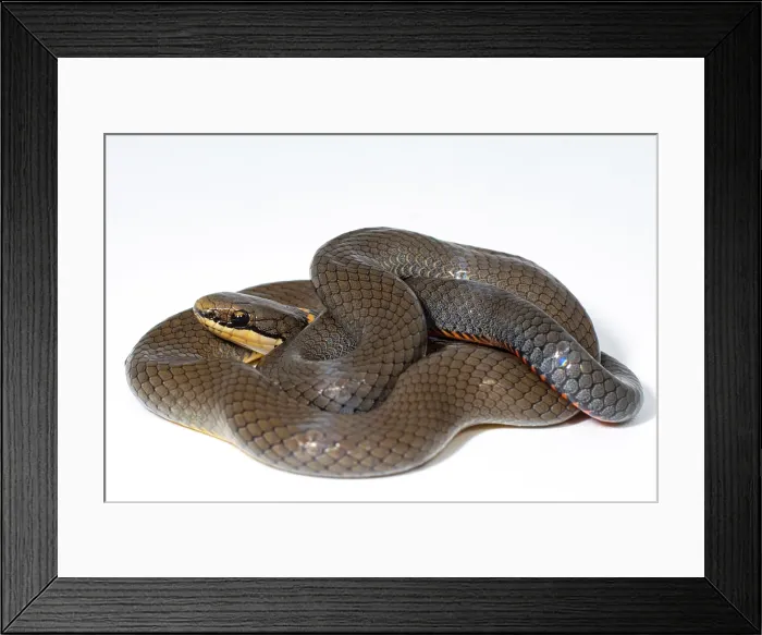 Framed Print : Ringneck Snake (Diadophis punctatus)