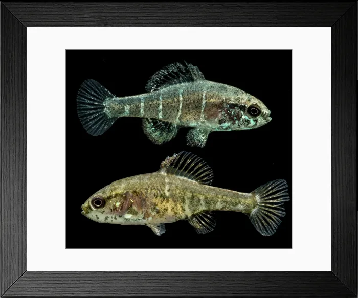 Framed Print : Critically Endangered Spring Pygmy Sunfish Framed Print : Critically Endangered Spring Pygmy Sunfish