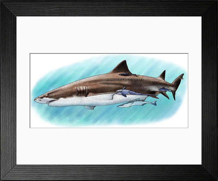 Framed Print : Lemon Shark Framed Print : Lemon Shark
