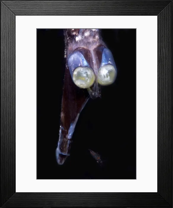 Framed Print : Tube-Eye. Stylephorus chordatus, a tube-eye of the family Stylephoridae, is a mesopelagic Framed Print : Tube-Eye. Stylephorus chordatus, a tube-eye of the family Stylephoridae, is a mesopelagic