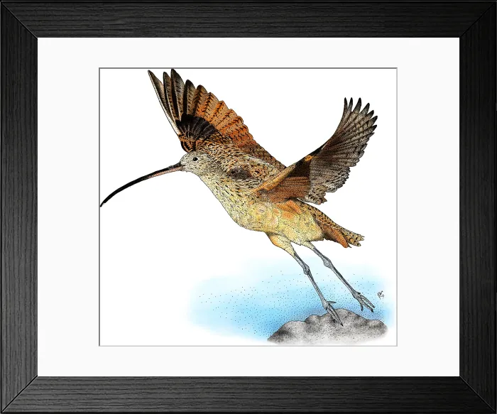 Framed Print : Long-Billed Curlew Framed Print : Long-Billed Curlew