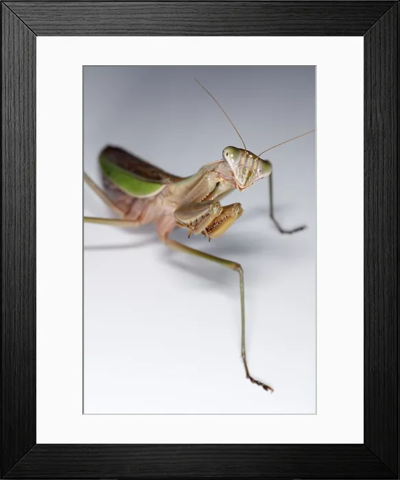 Framed Print : Chinese Mantid
