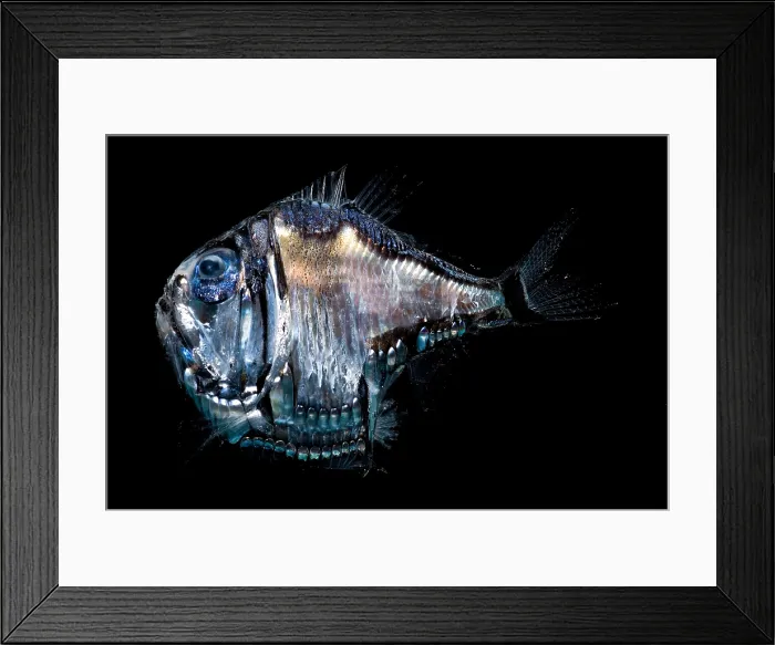 Framed Print : Deep-Sea Hatchetfish Framed Print : Deep-Sea Hatchetfish