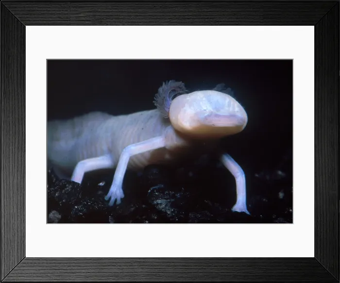 Framed Print : Texas Blind Salamander (Eurycea rathbuni) Framed Print : Texas Blind Salamander (Eurycea rathbuni)