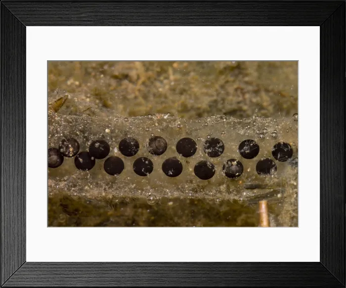 Framed Print : Chilean Toad eggs Framed Print : Chilean Toad eggs