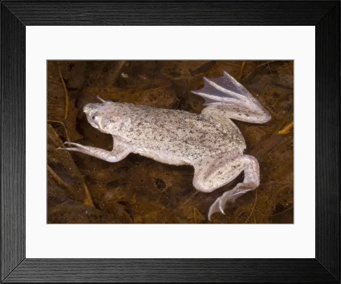 Framed Print : Sabana Surinam Toad