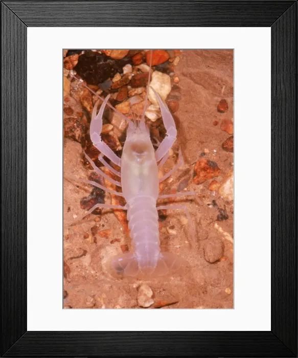 Framed Print : January River Blind Crayfish
