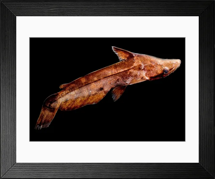 Framed Print : Driftwood Catfish Framed Print : Driftwood Catfish