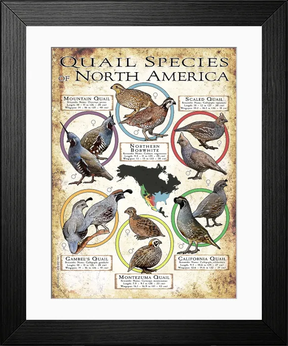 Framed Print : Quail Species of North America Framed Print : Quail Species of North America