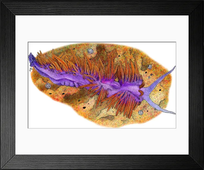 Framed Print : Spanish Shawl Nudibranch Framed Print : Spanish Shawl Nudibranch