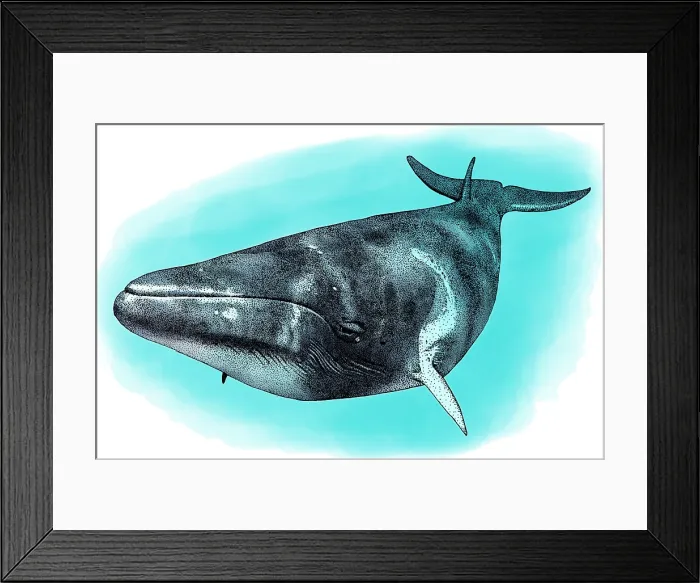 Framed Print : Common Minke Whale, Illustration Framed Print : Common Minke Whale, Illustration
