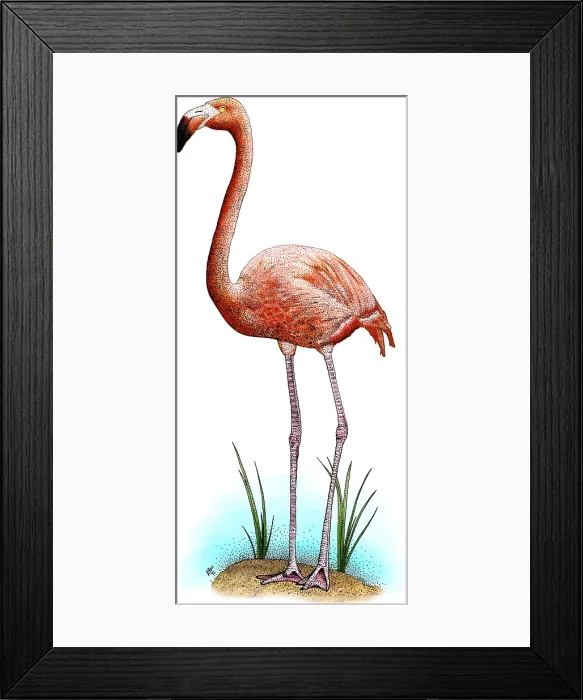 Framed Print : American Flamingo Framed Print : American Flamingo