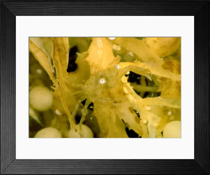 Framed Print : Sargassum Crab Framed Print : Sargassum Crab