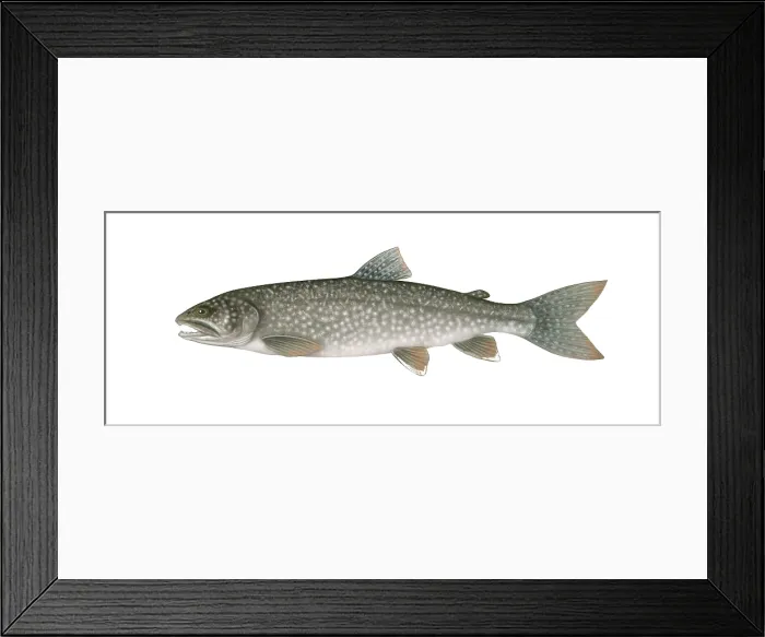 Framed Print : Lake Trout Framed Print : Lake Trout