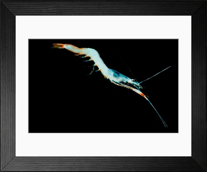 Framed Print : Deep Water Shrimp, Pasiphaeidae Framed Print : Deep Water Shrimp, Pasiphaeidae