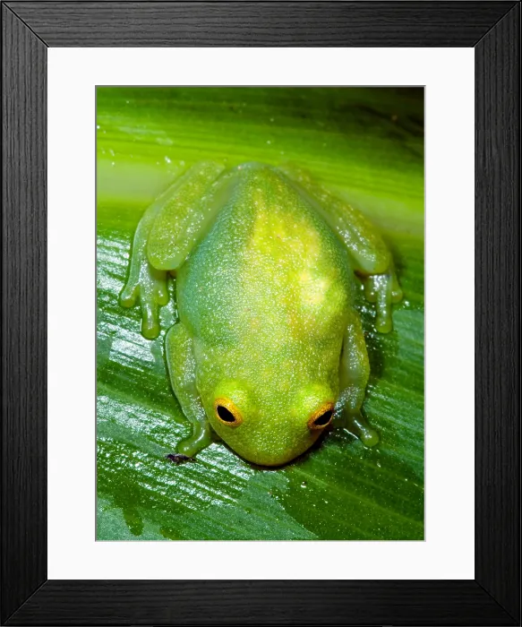 Framed Print : Glass Frog Framed Print : Glass Frog