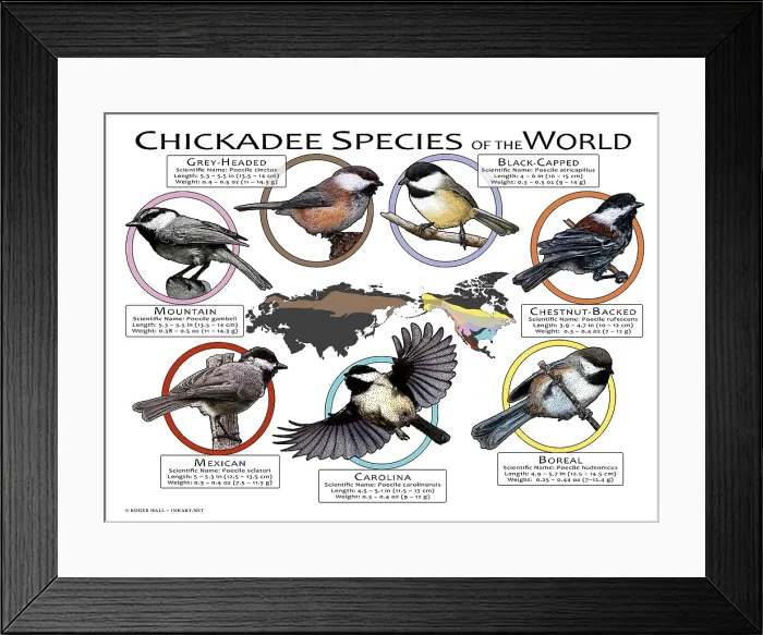 Framed Print : Chickadee Species of the World Framed Print : Chickadee Species of the World