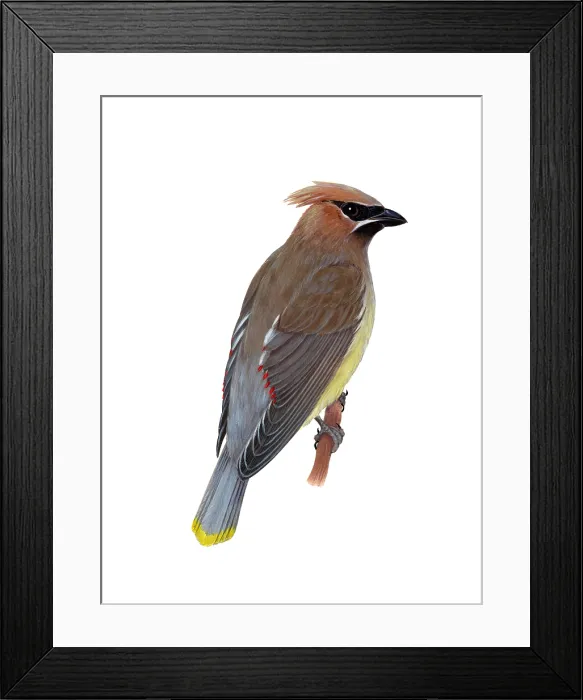 Framed Print : Cedar Waxwing Framed Print : Cedar Waxwing