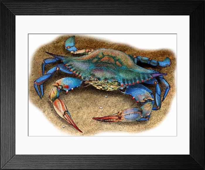 Framed Print : Atlantic blue crab Framed Print : Atlantic blue crab