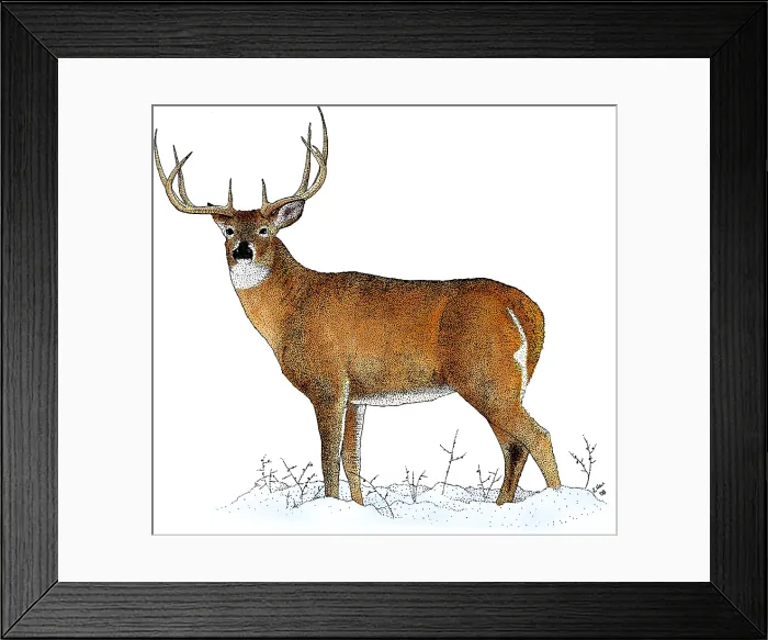 Framed Print : White-tailed Deer Framed Print : White-tailed Deer